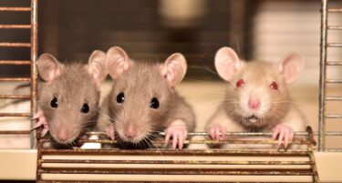 韓国ドラマ『マウス〜ある殺人者の系譜〜』結末ネタバレ｜チョン・バルムは実験用マウスだった！